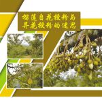 榴莲自花授粉与异花授粉的迷思