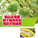 猫山王需要别个品种花粉交配才能成果