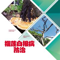 榴莲白根病防治