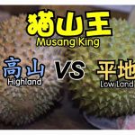 高原猫山王与平地猫山王的区别