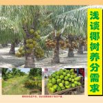 浅谈椰树养分需求