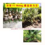 获取 F1 Matag 椰苗的方法