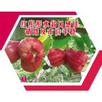 红彤彤水翁口感佳销路及市价平稳