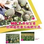 MD2黄梨业者的种植密度与施肥作法