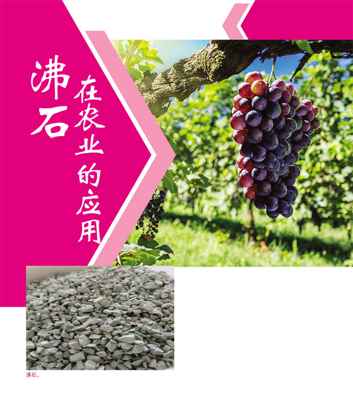 Read more about the article 沸石在农业的应用