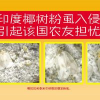 印度椰树粉虱入侵引起该国农友担忧