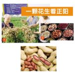 一颗花生看正阳