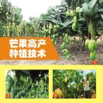 芒果高产种植技术