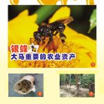 银蜂大马重要的农业资产