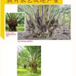 了解油棕成长形态提升农艺促进产量