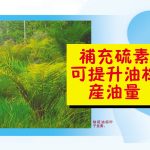 补充硫素可提升油棕产油量