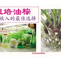 组培油棕提高收入的最佳选择