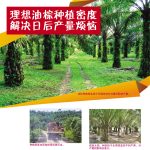 理想油棕种植密度解决日后产量烦恼