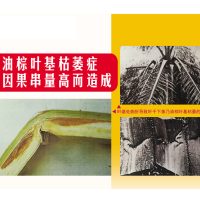 油棕叶基枯萎症或因果串量高而造成