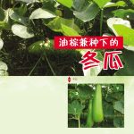油棕兼种下的冬瓜