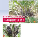 每年每棵生产24-36粒油棕果串不可能的任务?