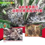 油棕果串腐烂由数因素造成及对策