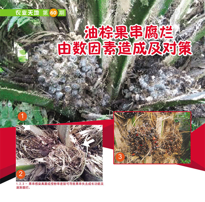 Read more about the article 油棕果串腐烂由数因素造成及对策
