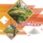 6种镁肥来源在油棕园的比试效果
