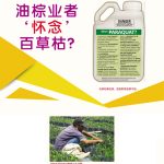 油棕业者‘怀念’百草枯?