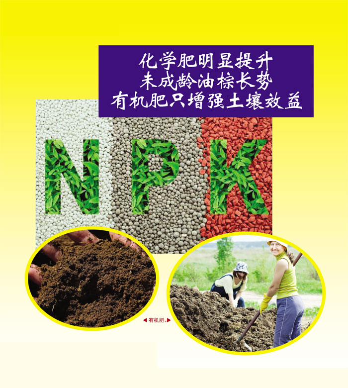 Read more about the article 化学肥明显提升未成龄油棕长势 有机肥只增强土壤效益