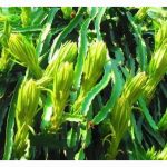 废地种花，1年收8次，30亩地年赚80万 