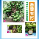 菲律宾及泰国矮种青椰备受看好