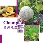 Champion 蜜瓜品质最佳