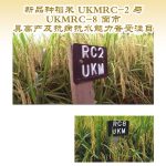 新品种稻米UKMRC-2与UKMRC-8面市具高产及抗病抗水能力备受注目