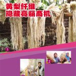 黄梨纤维隐藏亮丽商机