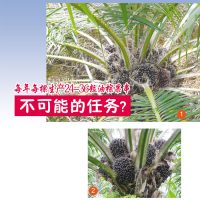 每年每棵生产24-36粒油棕果串不可能的任务?