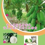 青木瓜胶液可制成商业用途广泛的木瓜酵素