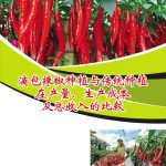 滴包辣椒种植与传统种植在产量、生产成本及总收入的比较
