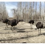 鸵鸟特禽养殖 “驮”起养殖户的致富梦