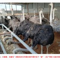非洲鸵鸟在中国渐成一个新产业
