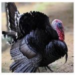 农民养殖火鸡，年入十万是真的吗？ 