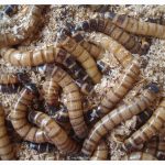 大麦虫(面包虫)的养殖技术