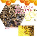 为什么三个月内有5亿只蜜蜂在巴西死亡?
