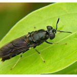 1只黑水虻啃掉3公斤厨余 专家教撇步