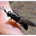 建立规模化的黑水虻系统(上篇)