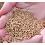 黑金练成术 循创生技的科学黑水虻饲养厂