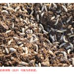 黑水虻肥效显著