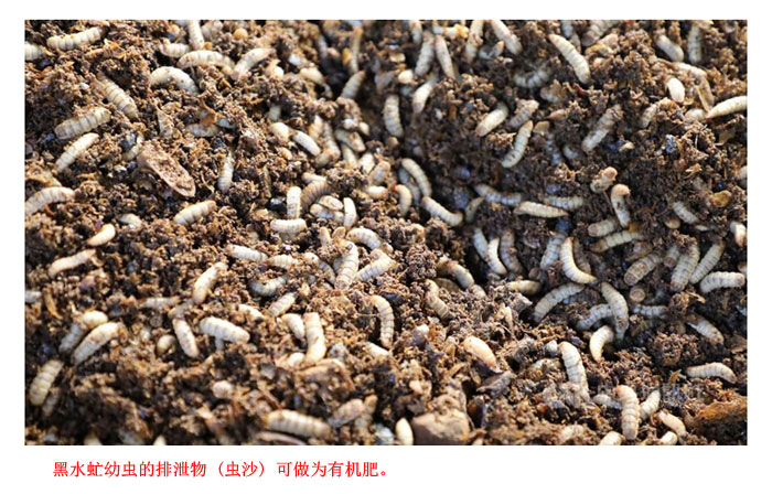Read more about the article 黑水虻肥效显著