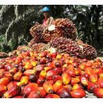 棕油不再是最便宜的植物油