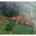 当局突击搜查金马仑高原森林保护区内的非法蔬菜农场