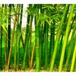 农业部有意把 420,000 公顷废弃橡胶种植园改造成竹子种植园