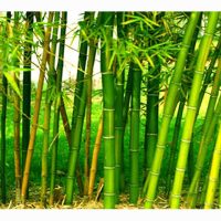 农业部有意把 420,000 公顷废弃橡胶种植园改造成竹子种植园