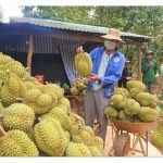 越南雨季降低品质 榴莲价格下跌高达 30%