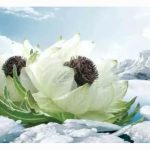 特约专栏 : 吃了天山雪莲，真的可以百毒不侵吗？