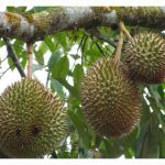 榴莲种植虫害控制